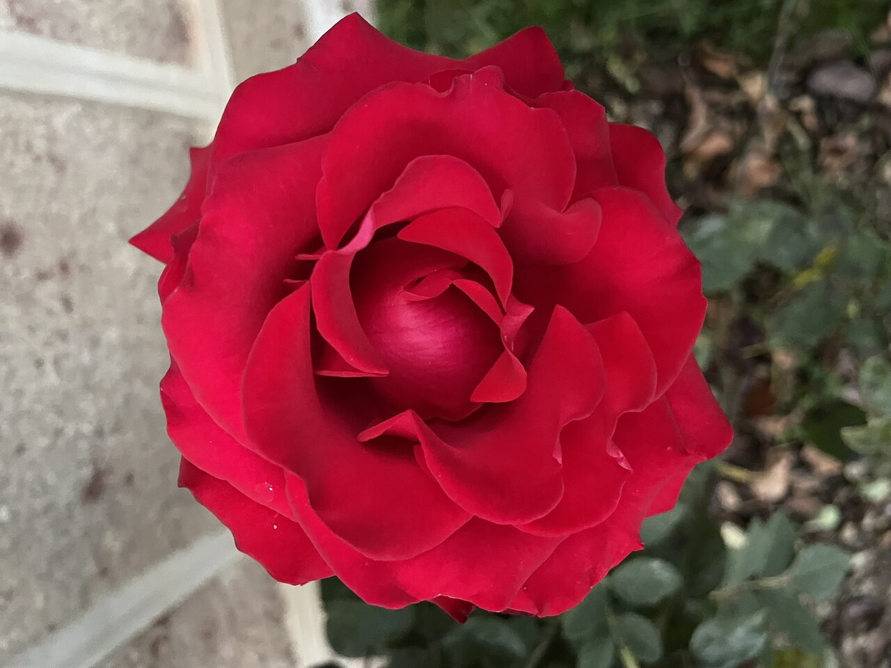 Rose Château de la Rosemontoise - Votre Mariage - Rose