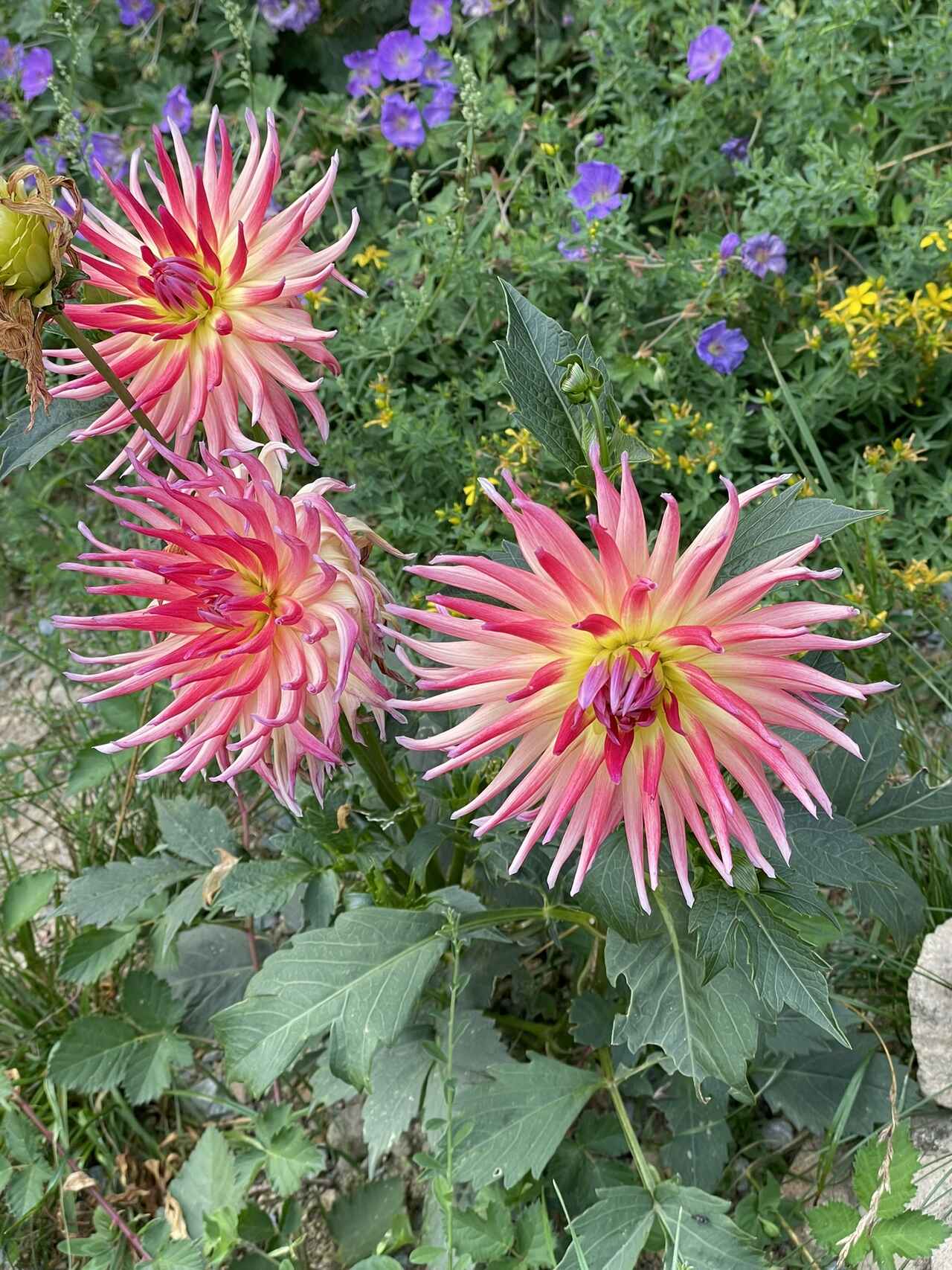 Parc, Park Chateau de la Rosemontoise - Organiser une séminaire, conférence ou un événement privé